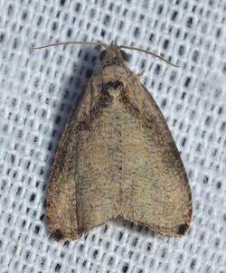- 2791 – Olethreutes exoletum – Wretched Olethreutes Moth (18611000171).jpg