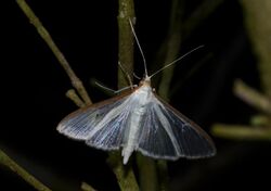 - 5218 – Palpita quadristigmalis – Four-spotted Palpita Moth.jpg