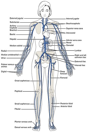 A diagram showing the main veins in the systemic circulation