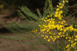 Acacia dangarensis.png