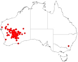 Acacia quadrimargineaDistMap744.png