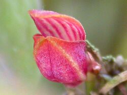 Acianthera glanduligera.jpg