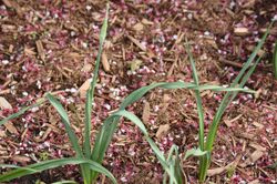 Allium siculum foliage.jpg