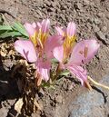 Alstroemeria exserens (9063027475).jpg