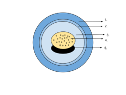 Amphibian Egg Diagram.svg