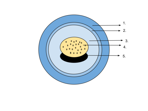 File:Amphibian Egg Diagram.svg