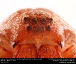 Anterior view of Pisaurina mira (Nursery Web Spider, family Pisauridae) (22567469183).jpg