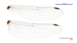 Archaeosynthemis spiniger male wings (34665315720).jpg