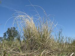 Astrebla elymoides plant5 NWP - Flickr - Macleay Grass Man.jpg