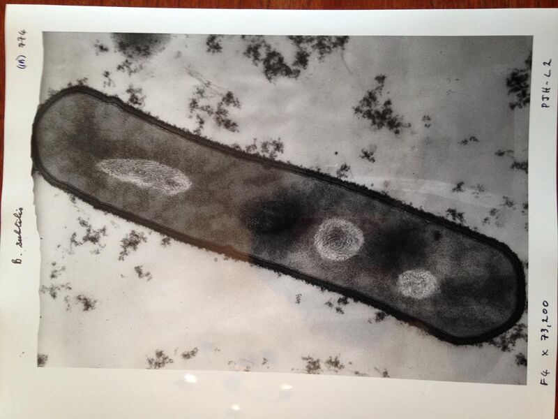 File:Bacillus subtilis image.jpg