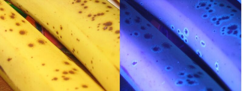 File:Banana-fluorescence-081108.jpg