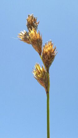 Bicknell's Sedge or Copper-Shouldered Oval Sedge (Carex bicknellii) at Morton Arboretum in Schulenberg Prairie - Flickr - Jay Sturner.jpg