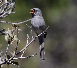 Gray bird with an open pink bill and a long tail sitting on a bare twig at the edge of a bush