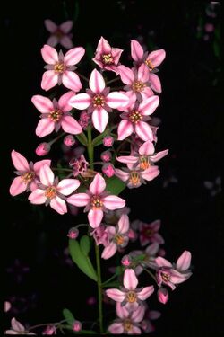 Boronia fastigiata.jpg