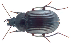 Brachyodes nigrita (Chaudoir, 1843) (26965448360).png