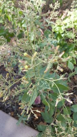 Brickellia floribunda.jpg