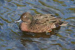 Brown Teal Male.JPG