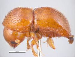 Brown coffee twig beetle (Xylosandrus morigerus) Lateral view.jpg
