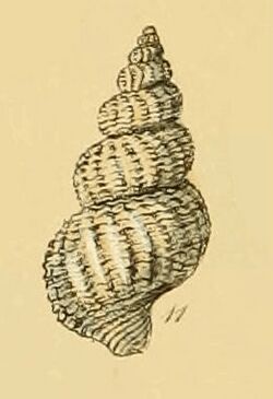 Buccinum fusiforme (Sowerby).jpg