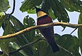 Buff-throated Sunbird - near Kakum NP - Ghana 14 S4E1680 (16016140920) (cropped).jpg