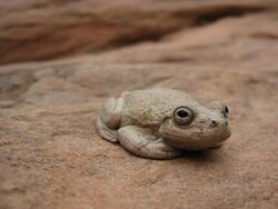 Canyon Treefrog (5205515626).jpg