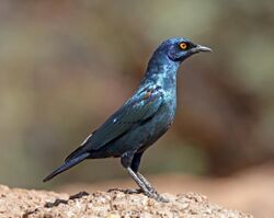 Cape glossy starling (Lamprotornis nitens).jpg