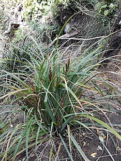 Carex ventosa.jpg