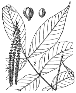 Carya pallida BB-1913.png