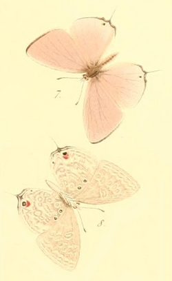 Catochrysops scintilla Saalmüller 1884.png
