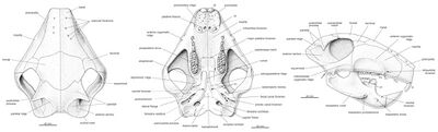 Three drawings of a skull