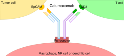 Catumaxomab mechanism.svg