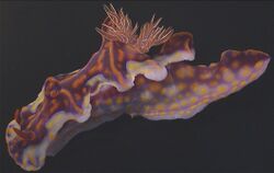 Ceratosoma magnificum.jpg