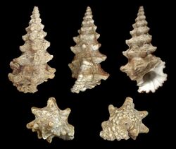 Cerithium nodulosum 01.jpg