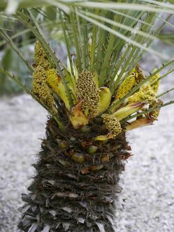 Chamaerops humilis (male flowers).jpg