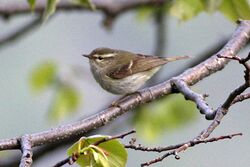 Chinese Leaf-warbler.jpg