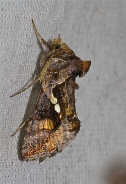 Chrysodeixis acuta (Noctuidae) (6929288897).jpg
