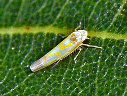 Cicadelliidae - Alebra sp. .JPG
