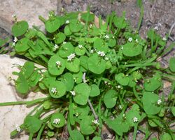 Claytonia parviflora ssp utahensis 1.jpg