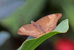 Common baron (Euthalia aconthea suddhodana) female Chitwan.jpg