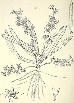Comprehensive catalogue of Queensland plants, both indigenous and naturalised. To which are added, where known, the aboriginal and other vernacular names; with numerous illustrations, and copious (14782706152).jpg
