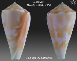 Conus bruuni 2.jpg