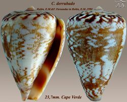 Conus derrubado4.jpg