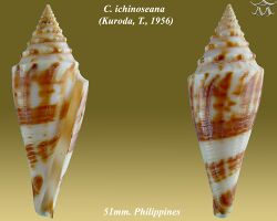 Conus ichinoseana 2.jpg