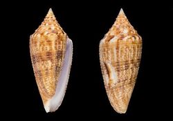 Conus indomaris 001.jpg