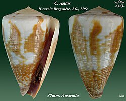 Conus rattus 1.jpg