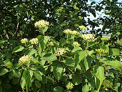 Cornus darvasica kz02.jpg