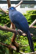 Coua caerulea (Blauer Seidenkuckuck - Blue Coua) - Weltvogelpark Walsrode 2013-04.jpg