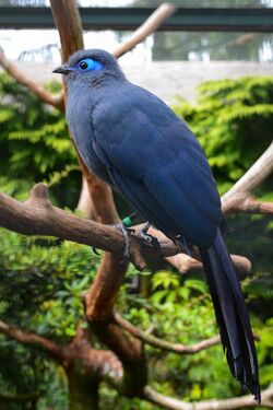 Coua caerulea (Blauer Seidenkuckuck - Blue Coua) - Weltvogelpark Walsrode 2013-04.jpg