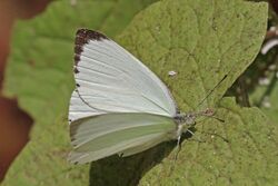 Creamy small white (Dixeia orbona orbona) male.jpg