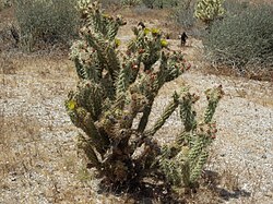 Cylindropuntia bernardina 14141693.jpg